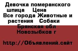 Девочка померанского шпица. › Цена ­ 40 000 - Все города Животные и растения » Собаки   . Брянская обл.,Новозыбков г.